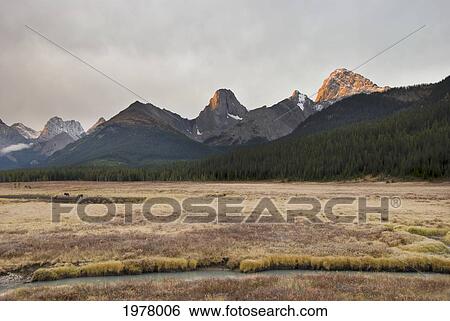 Stock Photograph - moose (alces alces) grazing at sunset with the mountains in the background; alberta canada. Fotosearch