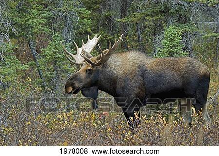 moose (alces alces) in a forest; alberta canada View Large Photo Image Stock Photo - moose (alces alces) in a forest; alberta canada. Fotosearch