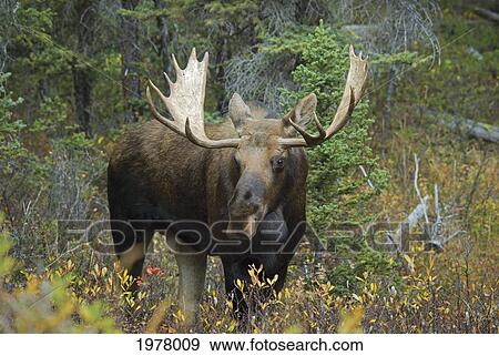 moose (alces alces) in the forest; alberta canada View Large Photo Image Stock Photo - moose (alces alces) in the forest; alberta canada. Fotosearch