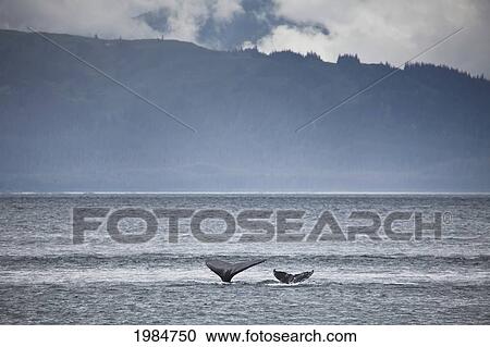 mother and calf whale tails (megaptera novaeangliae); juneau alaska united states of america View Large Photo Image Stock Image - mother and calf whale tails (megaptera novaeangliae); juneau alaska united states of america. Fotosearch