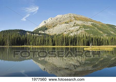 mountain in autumn colours reflected in a small lake; alberta canada View Large Photo Image Stock Image - mountain in autumn colours reflected in a small lake; alberta canada. Fotosearch