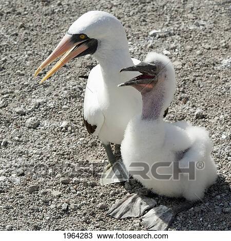 nazca booby (sula granti) and a chick; galapagos, equador View Large Photo Image Stock Image - nazca booby (sula granti) and a chick; galapagos, equador. Fotosearch
