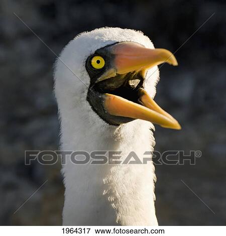 Stock Photo - nazca booby (sula granti); galapagos, equador. Fotosearch