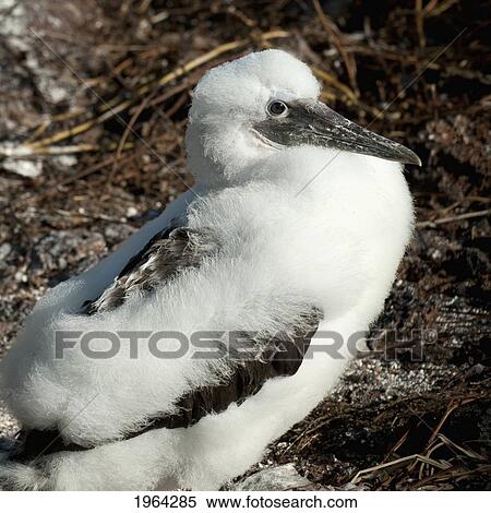 nazca booby (sula granti); galapagos, equador View Large Photo Image Stock Photography - nazca booby (sula granti); galapagos, equador. Fotosearch