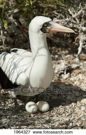 Stock Photo - nazca booby (sula granti) with two eggs; galapagos, equador. Fotosearch