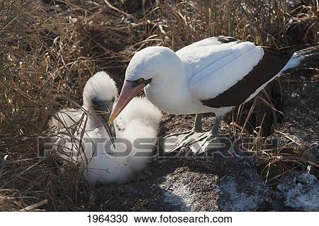 nazca boobys (sula granti); galapagos, equador View Large Photo Image Stock Image - nazca boobys (sula granti); galapagos, equador. Fotosearch