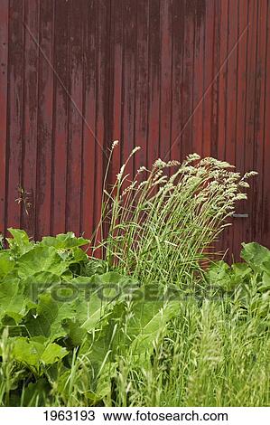Stock Image - old red barn with green grass; manitoba, canada. Fotosearch