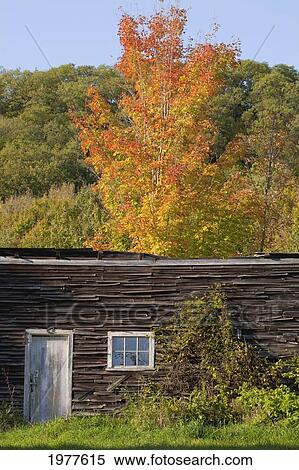 old shed with trees in autumn colours; iron hill quebec canada View Large Photo Image Stock Photography - old shed with trees in autumn colours; iron hill quebec canada. Fotosearch