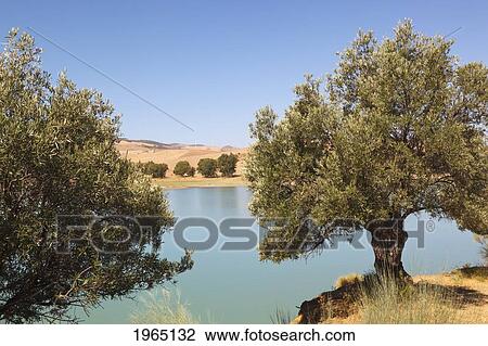 olive trees on the shore of guadalhorce dam; malaga province spain View Large Photo Image Stock Image - olive trees on the shore of guadalhorce dam; malaga province spain. Fotosearch