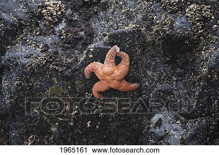 orange starfish gripping on a large rock; cape perpetua oregon united states of america View Large Photo Image Stock Image - orange starfish gripping on a large rock; cape perpetua oregon united states of america. Fotosearch