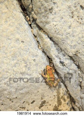 painted frog sitting on a rock at sierra la laguna biosphere reserve near los cabos area; baja california sur mexico View Large Photo Image Picture - painted frog sitting on a rock at sierra la laguna biosphere reserve near los cabos area; baja california sur mexico. Fotosearch