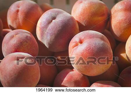 peaches in the sunlight; berkeley, california, united states of america View Large Photo Image Stock Photo - peaches in the sunlight; berkeley, california, united states of america. Fotosearch