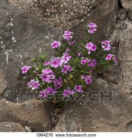 Stock Photograph - pink flowers growing out of a rock; puerto baquerizo moreno, san cristobal, equador. Fotosearch