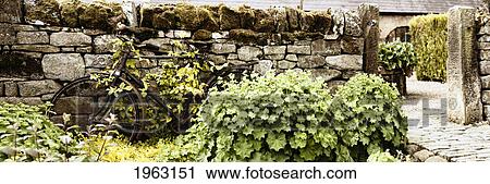 plants growing over a bicycle; northumberland, england View Large Photo Image Stock Image - plants growing over a bicycle; northumberland, england. Fotosearch