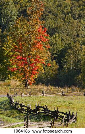 rail fence and trees with autumn colours; ville de lac brome, quebec, canada View Large Photo Image Stock Photography - rail fence and trees with autumn colours; ville de lac brome, quebec, canada. Fotosearch