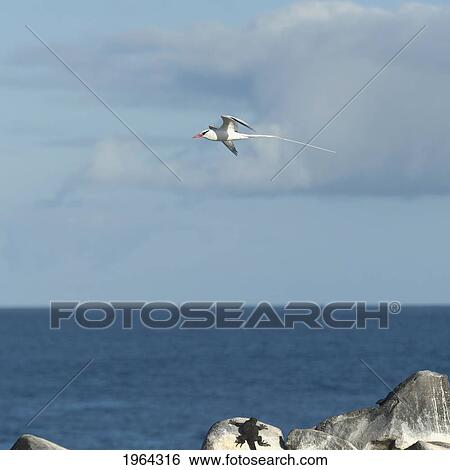 red-billed tropicbirds (phaethon aethereus) with their very long tails; galapagos, equador View Large Photo Image Stock Photograph - red-billed tropicbirds (phaethon aethereus) with their very long tails; galapagos, equador. Fotosearch