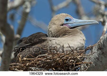 red-footed booby (sula sula) sitting in a nest; galapagos, equador View Large Photo Image Stock Photo - red-footed booby (sula sula) sitting in a nest; galapagos, equador. Fotosearch