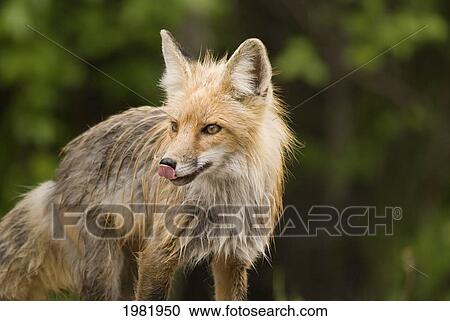 red fox (vulpes vulpes) in prince albert national park; saskatchewan canada View Large Photo Image Stock Image - red fox (vulpes vulpes) in prince albert national park; saskatchewan canada. Fotosearch