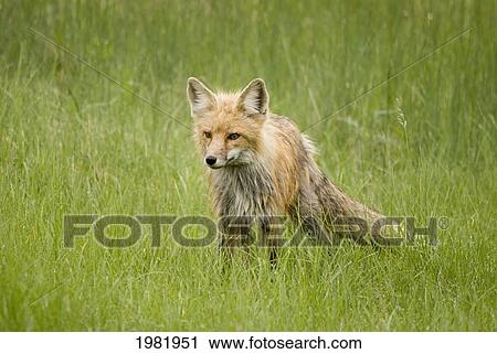 red fox (vulpes vulpes) in prince albert national park; saskatchewan canada View Large Photo Image Stock Image - red fox (vulpes vulpes) in prince albert national park; saskatchewan canada. Fotosearch