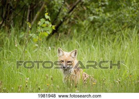 red fox (vulpes vulpes) in prince albert national park; saskatchewan canada View Large Photo Image Stock Photo - red fox (vulpes vulpes) in prince albert national park; saskatchewan canada. Fotosearch