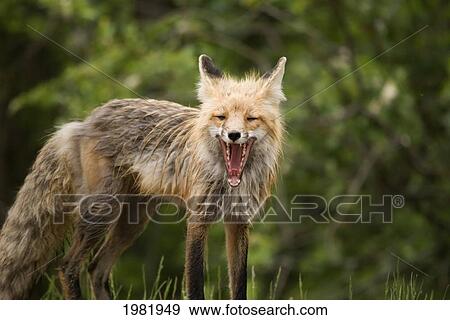 red fox (vulpes vulpes) in prince albert national park; saskatchewan canada View Large Photo Image Stock Photo - red fox (vulpes vulpes) in prince albert national park; saskatchewan canada. Fotosearch