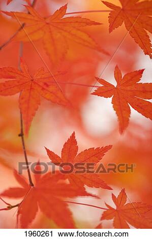 red japanese maple leaves; hakone, japan View Large Photo Image Stock Image - red japanese maple leaves; hakone, japan. Fotosearch