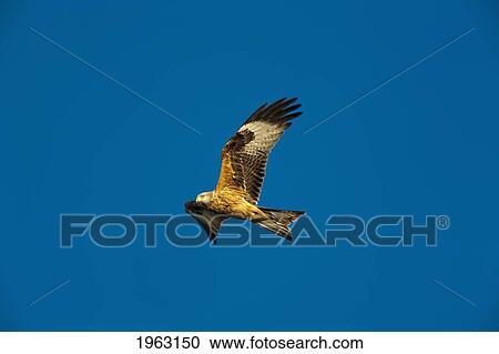 Stock Image - red kite (milvus milvus); dumfries, scotland. Fotosearch