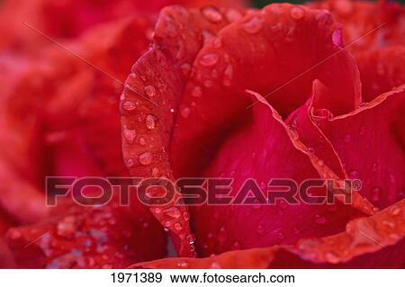 red rose petals with dew drops; northumberland england View Large Photo Image Stock Photo - red rose petals with dew drops; northumberland england. Fotosearch