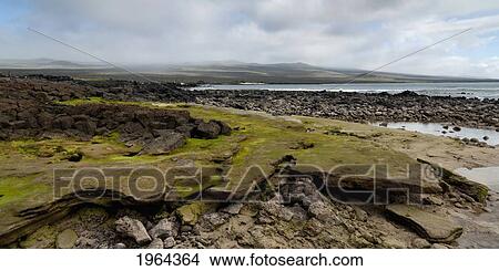 rock and moss along the coast; san cristobal island, galapagos, equador View Large Photo Image Picture - rock and moss along the coast; san cristobal island, galapagos, equador. Fotosearch
