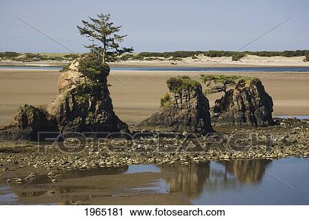 Stock Image - rock formations at low tide along a rocky shoreline on a beach; lincoln city oregon united states of america. Fotosearch