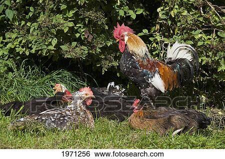 rooster and cockerels; northumberland england View Large Photo Image Stock Photograph - rooster and cockerels; northumberland england. Fotosearch