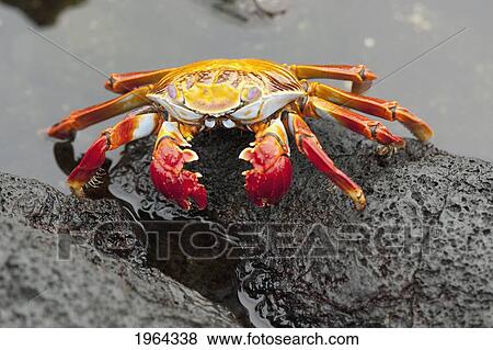 sally lightfoot crab (grapsus grapsus); galapagos, equador View Large Photo Image Stock Photo - sally lightfoot crab (grapsus grapsus); galapagos, equador. Fotosearch