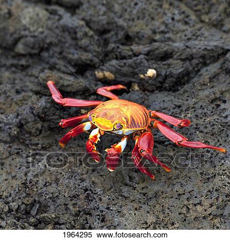 sally lightfoot crab (grapsus grapsus); galapagos, equador View Large Photo Image Stock Photography - sally lightfoot crab (grapsus grapsus); galapagos, equador. Fotosearch