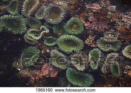 sea anemones underwater; cape perpetua oregon united states of america View Large Photo Image Stock Image - sea anemones underwater; cape perpetua oregon united states of america. Fotosearch