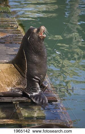 sea lion calling on a dock; newport oregon united states of america View Large Photo Image Stock Image - sea lion calling on a dock; newport oregon united states of america. Fotosearch