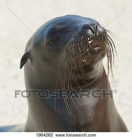 sea lion; galapagos, equador View Large Photo Image Stock Image - sea lion; galapagos, equador. Fotosearch