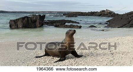 sea lion (otariidae) on the sand; galapagos, equador View Large Photo Image Stock Photograph - sea lion (otariidae) on the sand; galapagos, equador. Fotosearch