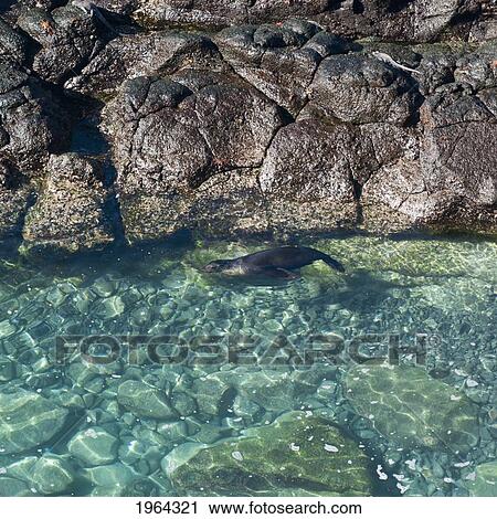 sea lion swimming in a lagoon; galapagos, equador View Large Photo Image Stock Image - sea lion swimming in a lagoon; galapagos, equador. Fotosearch