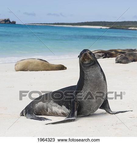 sea lions basking in the sun on the white sand beach; galapagos, equador View Large Photo Image Stock Image - sea lions basking in the sun on the white sand beach; galapagos, equador. Fotosearch