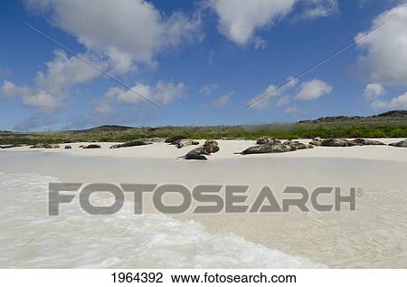 Stock Image - sea lions (otariidae) on a white sand beach; espanola island, galapagos, equador. Fotosearch