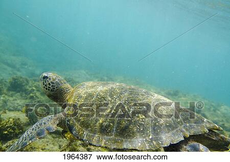 sea turtle (chelonioidea) underwater; galapagos, equador View Large Photo Image Stock Photo - sea turtle (chelonioidea) underwater; galapagos, equador. Fotosearch