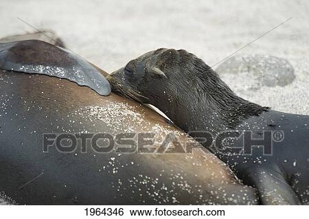 seal lion (otariidae) and it's pup; galapagos, equador View Large Photo Image Stock Photograph - seal lion (otariidae) and it's pup; galapagos, equador. Fotosearch