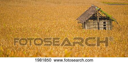 shack in a corn field; mae sot thailand View Large Photo Image Stock Image - shack in a corn field; mae sot thailand. Fotosearch
