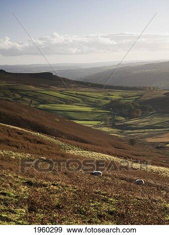 Stock Photo - sheep grazing on a hillside; derbyshire, england. Fotosearch