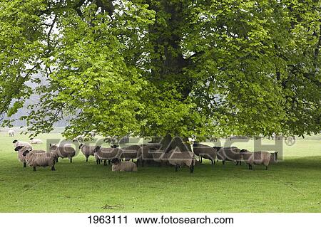 sheep standing under a tree; northumberland, england View Large Photo Image Stock Image - sheep standing under a tree; northumberland, england. Fotosearch