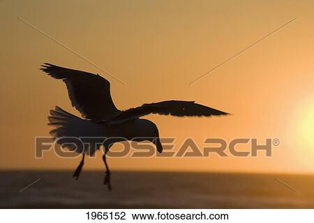 Stock Image - silhouette of a seagull in flight at sunset; newport oregon united states of america. Fotosearch