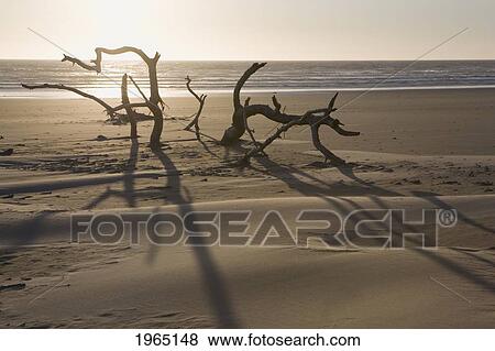 Stock Photo - silhouette of driftwood standing up in the sand on a beach at sunset with the ocean in the background; newport oregon united states of america. Fotosearch