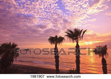silhouette of palm trees along the water's edge at sunrise at cabo pulmo; baja california sur mexico View Large Photo Image Stock Photo - silhouette of palm trees along the water's edge at sunrise at cabo pulmo; baja california sur mexico. Fotosearch