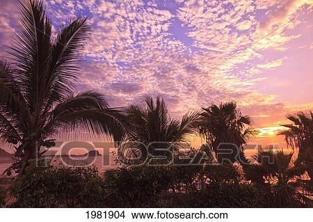 silhouette of palm trees at sunrise at cabo pulmo; baja california sur mexico View Large Photo Image Picture - silhouette of palm trees at sunrise at cabo pulmo; baja california sur mexico. Fotosearch