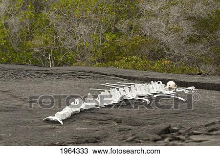 skeleton of a large marine animal on the sand; galapagos, equador View Large Photo Image Stock Image - skeleton of a large marine animal on the sand; galapagos, equador. Fotosearch